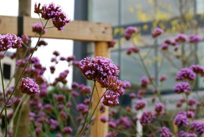 Close-up of pink flowers