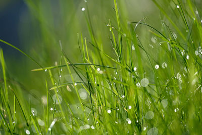 Close-up of wet grass growing on field