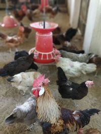 Chicken birds in barn