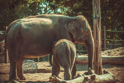 View of elephant in zoo