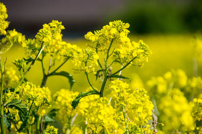 Close-up of yellow flowering plants on field