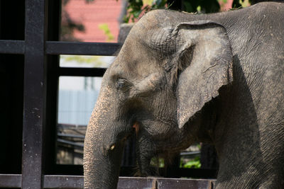 Close-up of elephant