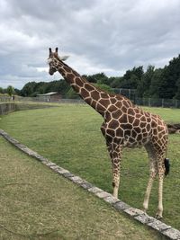 Giraffe standing on field against sky