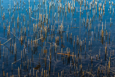 High angle view of dry plants in lake