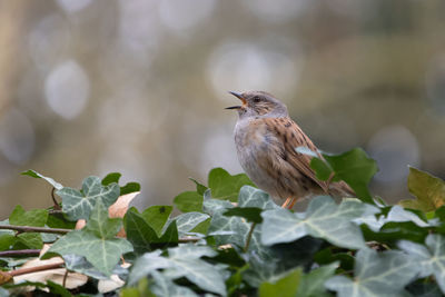 Close-up of bird perching and singing on ivy plant, dunnock or hedge sparrow, prunella modularis,