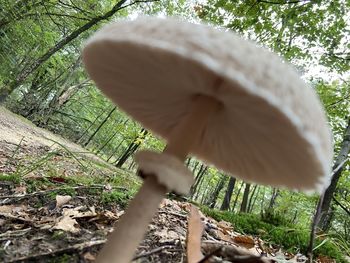 Close-up of mushroom growing in forest