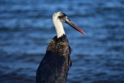 Close-up of a bird