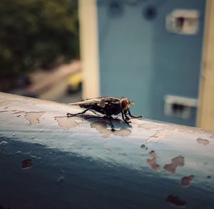 Close-up of insect on water