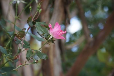 Close-up of pink flowering plant