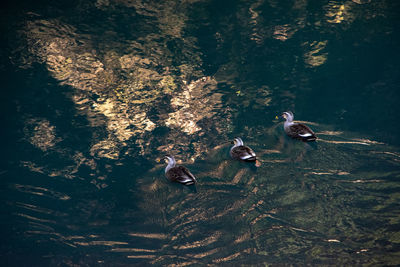 High angle view of birds swimming in lake