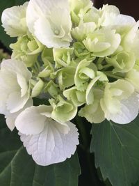 Close-up of white flowering plant