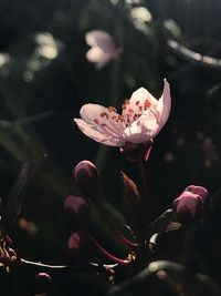 Close-up of pink flowering plant