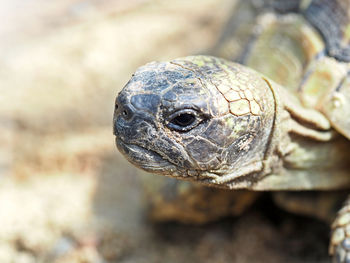 Close-up of a turtle