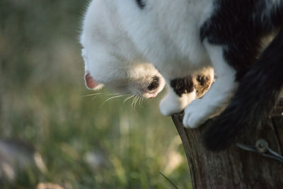 White cat on field