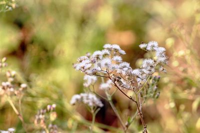 Close-up of wilted plant on field