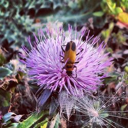 Close-up of honey bee pollinating on purple flower