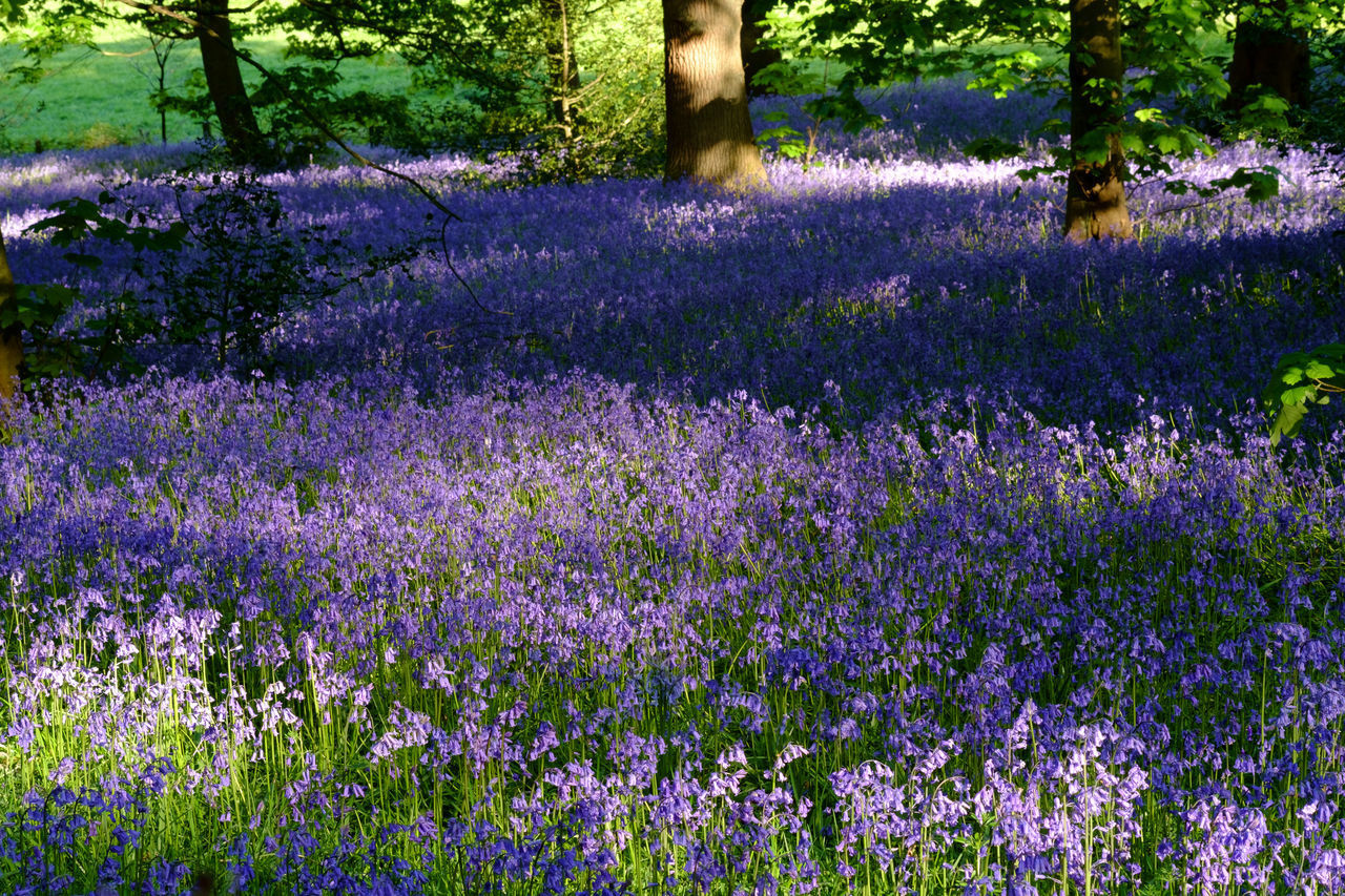 CLOSE-UP OF PURPLE FLOWERING PLANT ON FIELD