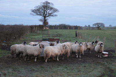 Flock of sheep grazing on field