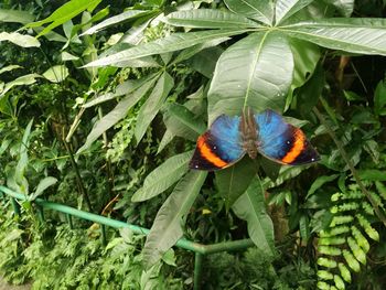 View of parrot perching on plant