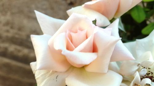 Close-up of white rose blooming outdoors