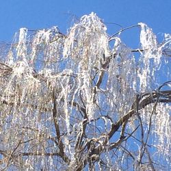 Low angle view of bare tree against blue sky