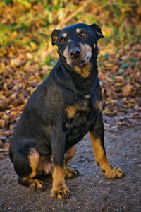 Portrait of black dog sitting on land