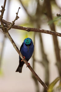 Close-up of bird perching on branch