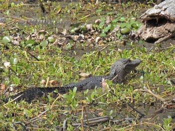 Bird in park