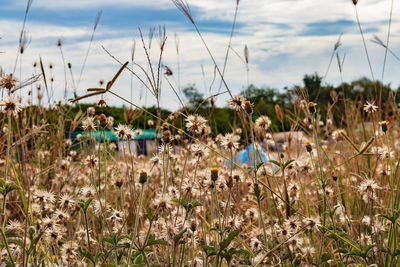 Plants growing on field by sea against sky