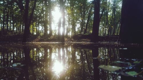 Trees by lake in forest