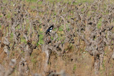 Bird perching on a field