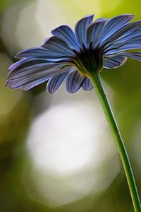 Close-up of flower blooming outdoors