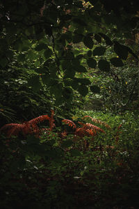 View of lizard on tree in forest