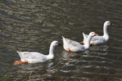 White geese floating on the river