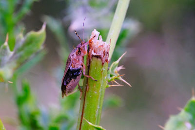 Close-up of insect on leaf