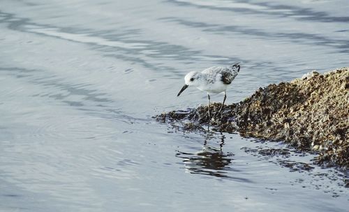 Bird perching on lake