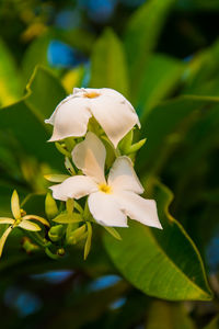 Close-up of white flowering plant