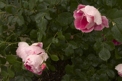 Close-up of pink rose