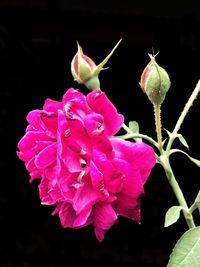 Close-up of pink rose