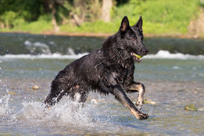 Black dog running in water