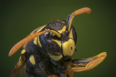 Close-up of insect against green background