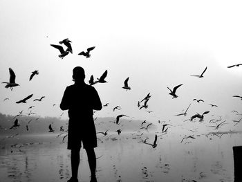 Rear view of silhouette birds flying