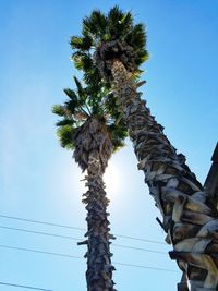 Low angle view of tree against clear sky