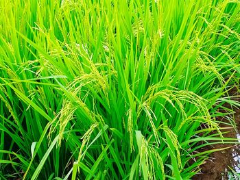 Full frame shot of rice paddy