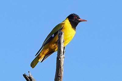 Low angle view of bird perching against clear blue sky