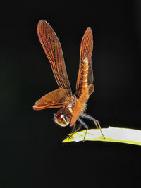 Close-up of butterfly over black background