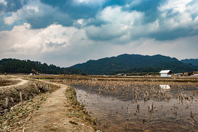 Countryside tarnish framing rice field at morning with cloudy sky