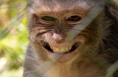 Portrait of a monkey