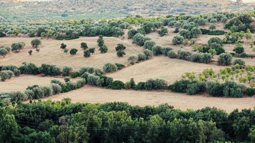 Scenic view of agricultural field