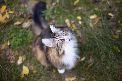 High angle view of cat on field